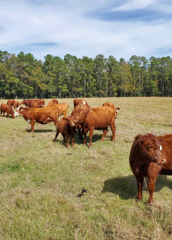 4th QT Farm Pasture Project 1