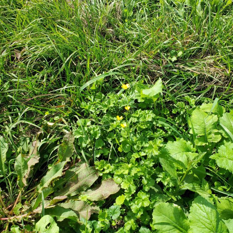 4th QT Farm Pasture Project 17