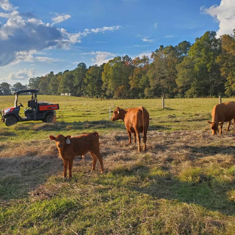 4th QT Farm Pasture Project 2