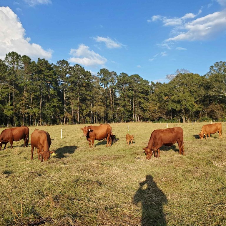 4th QT Farm Pasture Project 3