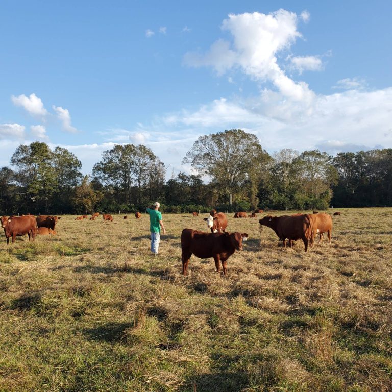 4th QT Farm Pasture Project 4