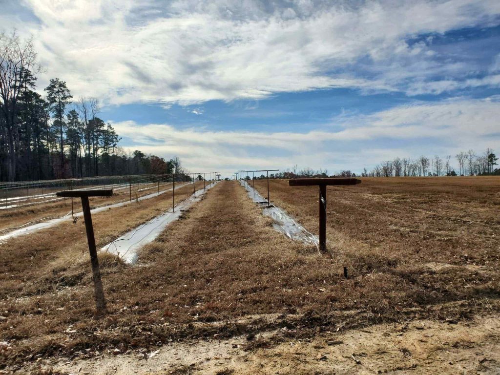 Union Grove Muscadine Vineyard 5