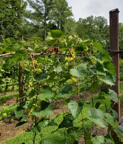 Harringtons-Organic-Land-Care-Consulting-Union-Grove-Farm-Project-2020 (8)