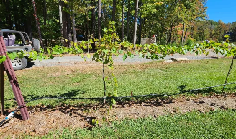 Harringtons-Organic-Land-Care-Consulting-Union-Grove-Farm-Project-2022 (16)
