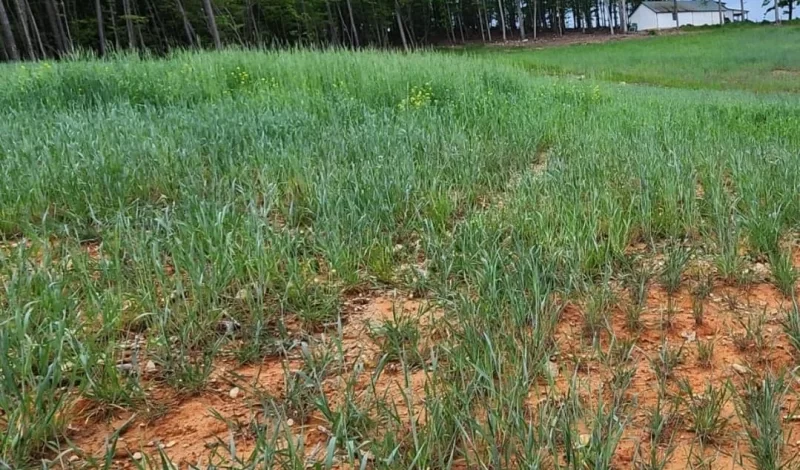 Harringtons-Organic-Land-Care-Soil-Food-Web-Consulting-Union-grove (13)