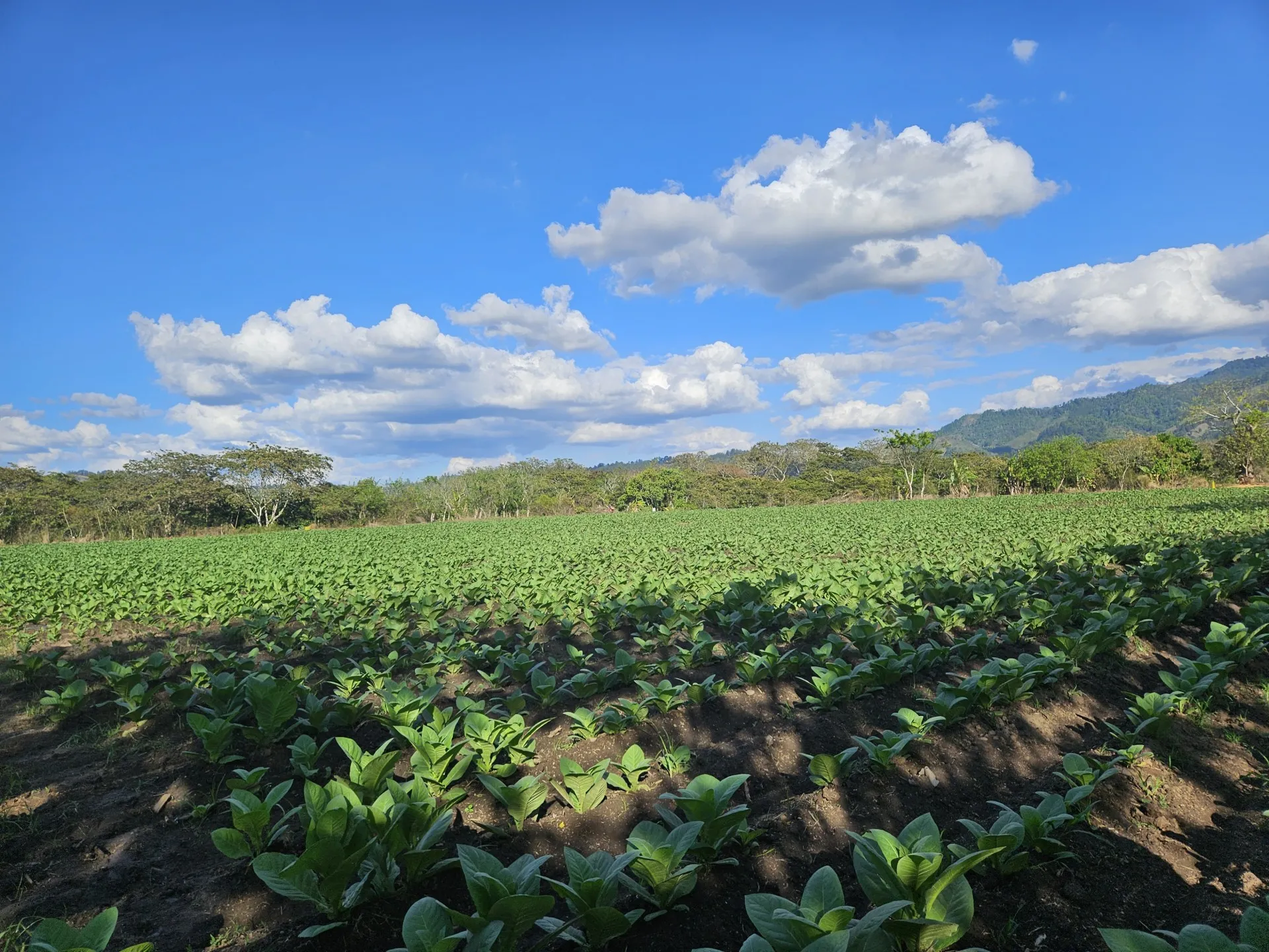 Plasenscia-Tobacco-field